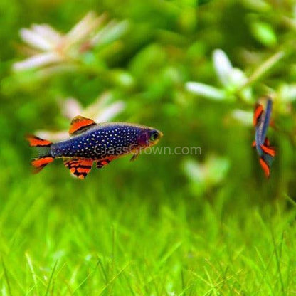 Celestial Pearl Danios (Galaxy Rasboras) 6 Pack