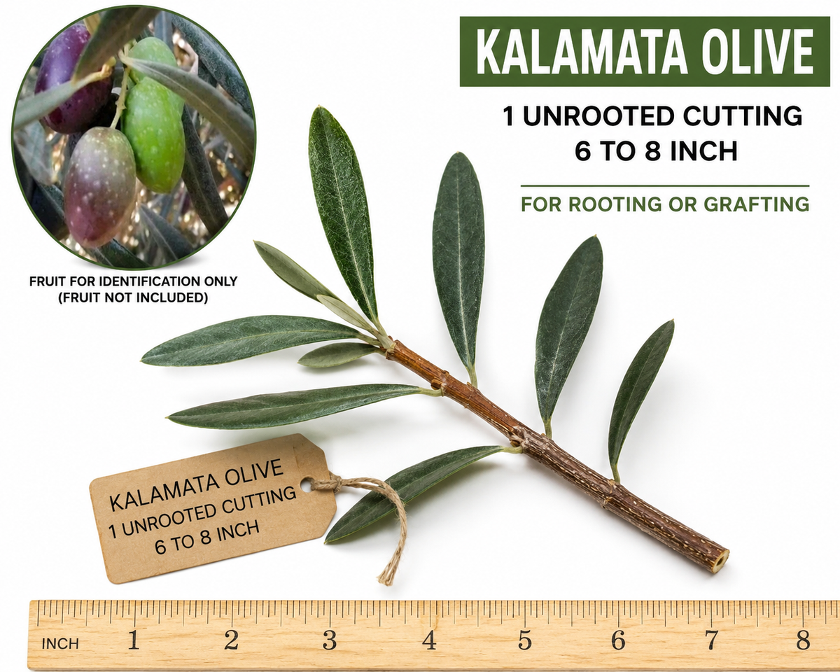 Kalamata Olive 1 Unrooted Cutting – 6 to 8 Inch – Olea europaea