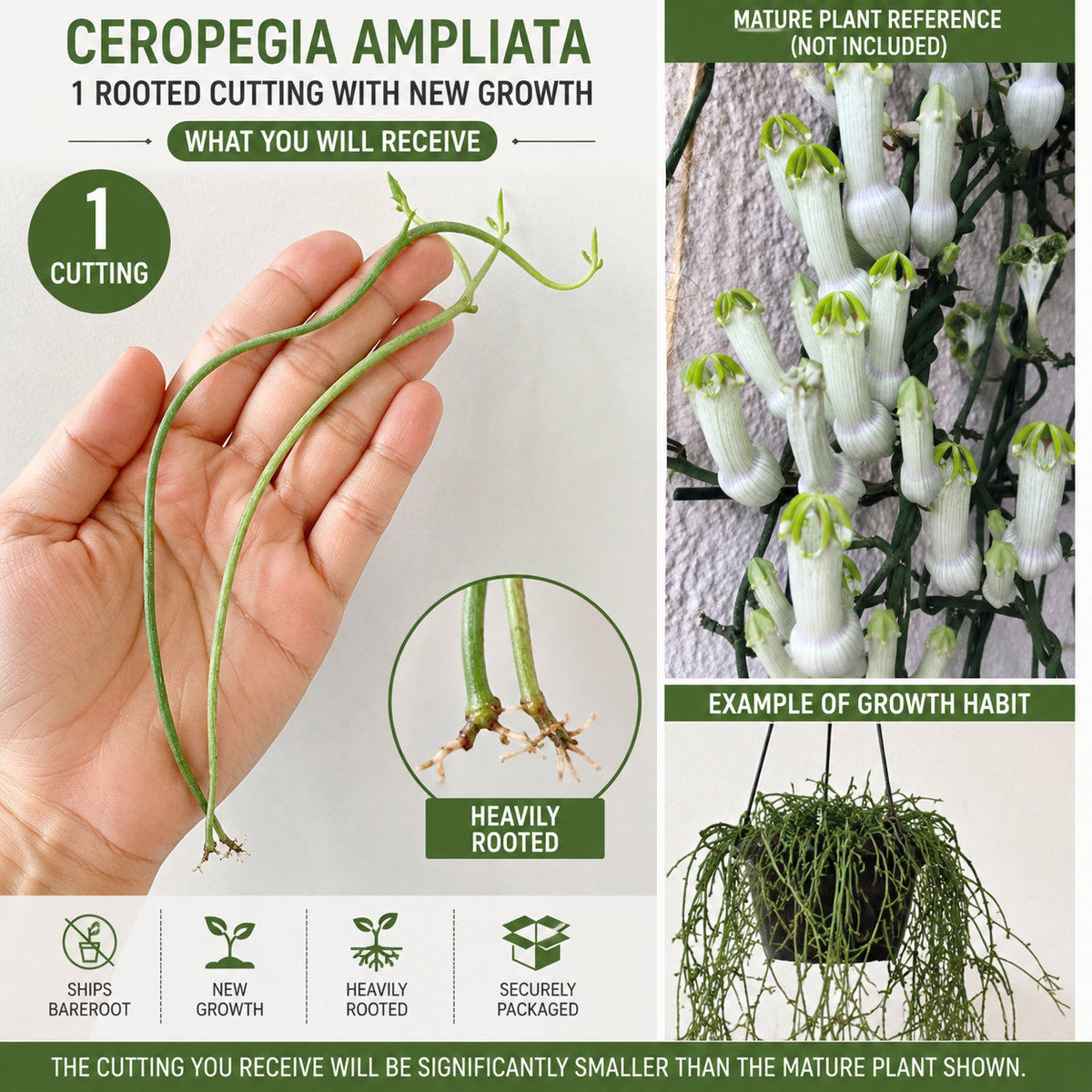 Ceropegia Ampliata Plant - Bushman's Pipe, Horny Wonder, Unique Condom Flower - Indoor Houseplant