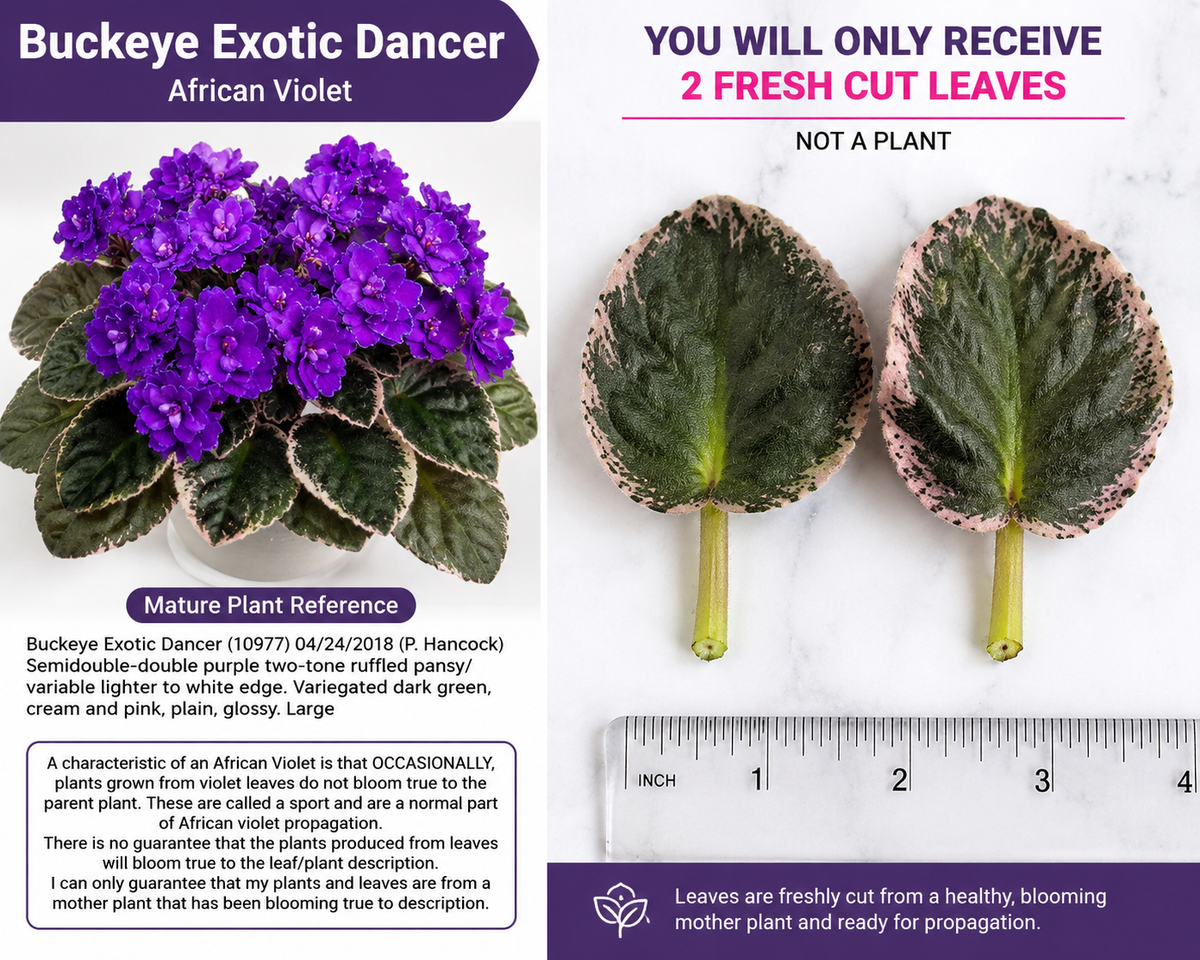 African Violet Leaves - 2 Pack - Buckeye Exotic Dancer - Saintpaulia ionantha