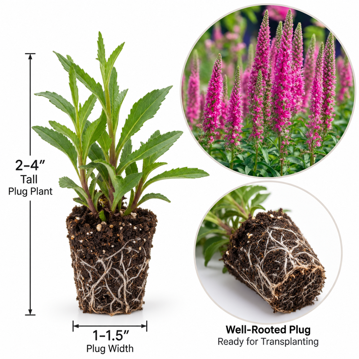Veronica Speedwell Live Plug Plant – Pink Flowering Perennial – Well-Rooted Starter