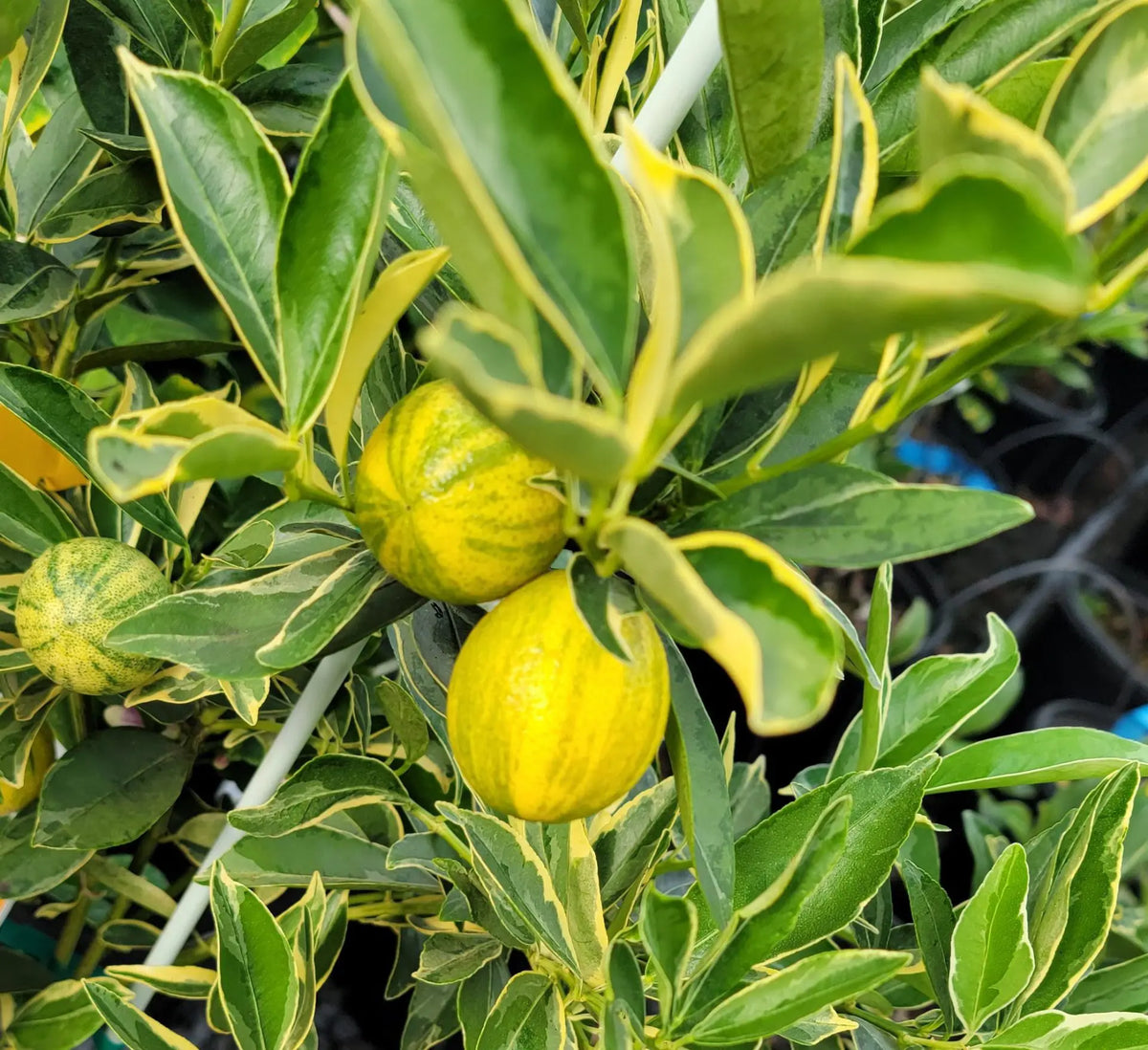 Super Rare Centennial Variegated Kumquat Cuttings (Fortunella japonica) – 3 Fresh Scions for Rooting or Grafting – Striped Citrus