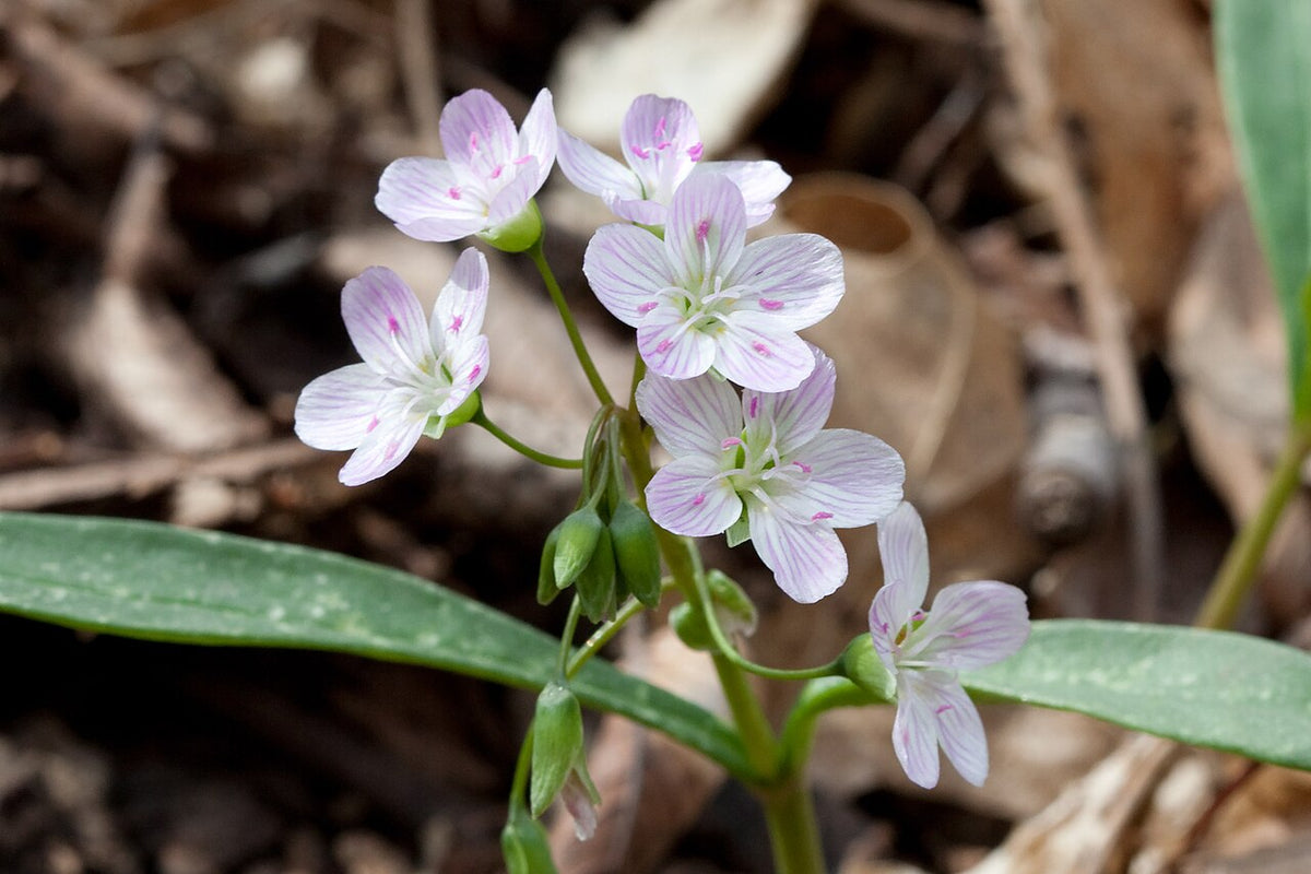 Claytonia virginica Seeds 75 Spring Beauty Wildflower Native Woodland Pink & White Blooms Early Spring Plant