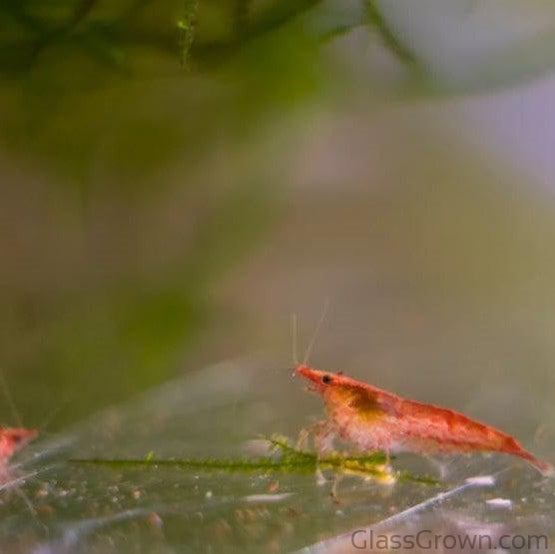 Colony Shrimp Grower Powdered Food Supplement