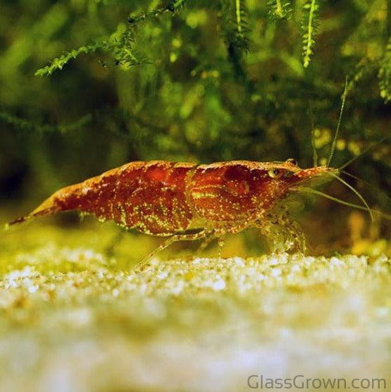Colony Shrimp Grower Powdered Food Supplement