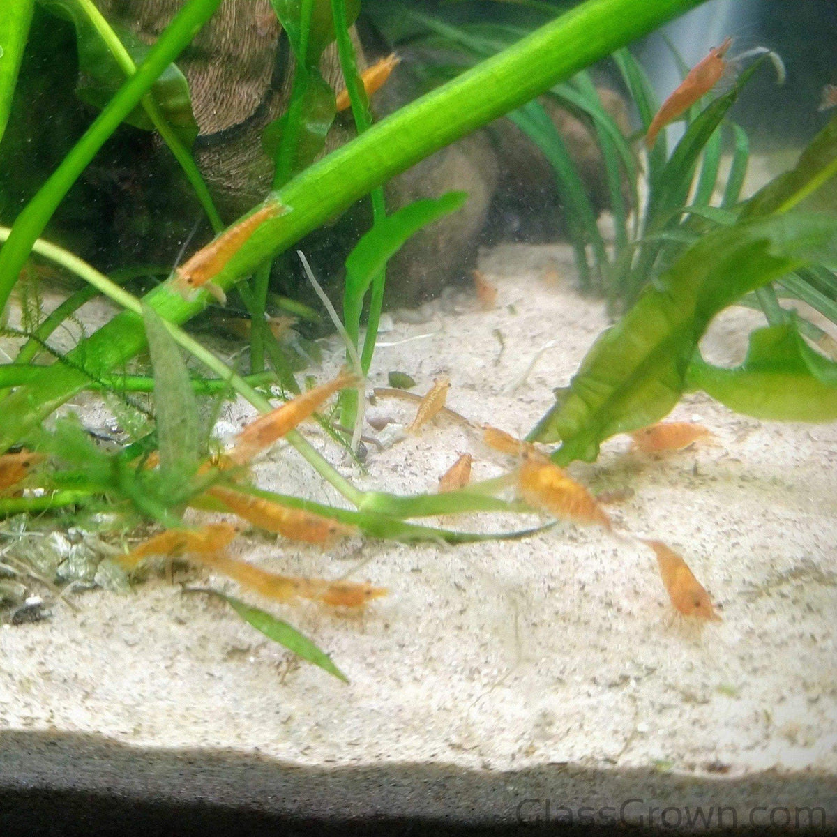 Colony Shrimp Grower Powdered Food Supplement