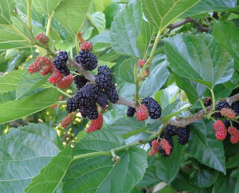Super Rare Contorted Mulberry Cuttings (3 Unrooted) – Twisted Corkscrew Mulberry Tree for Rooting, Grafting & Propagation