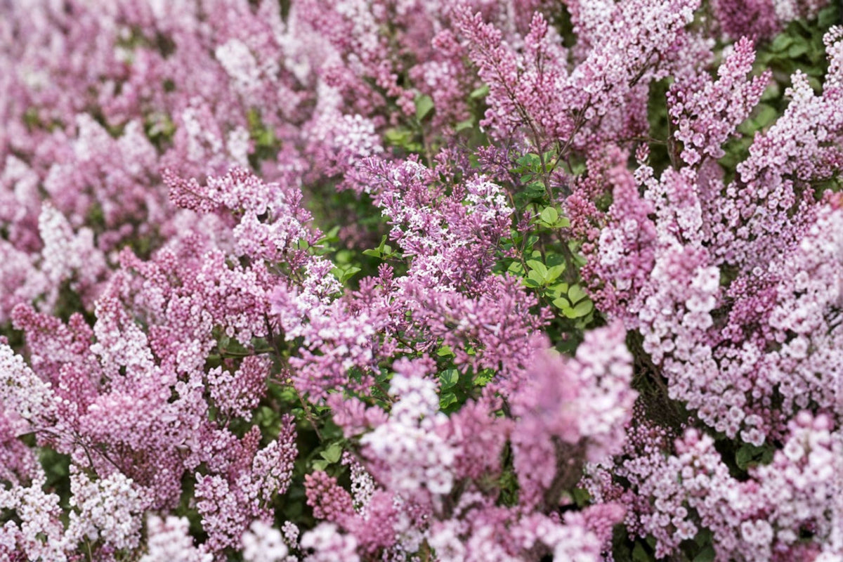 Dwarf Korean Lilac Live Plant in 3.5 Inch Pot – Syringa meyeri 'Palibin' | Compact Fragrant Flowering Shrub