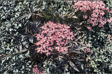 Black Lace Elderberry Live Shrub - Quart Pot - Sambucus nigra with Pink Flowers
