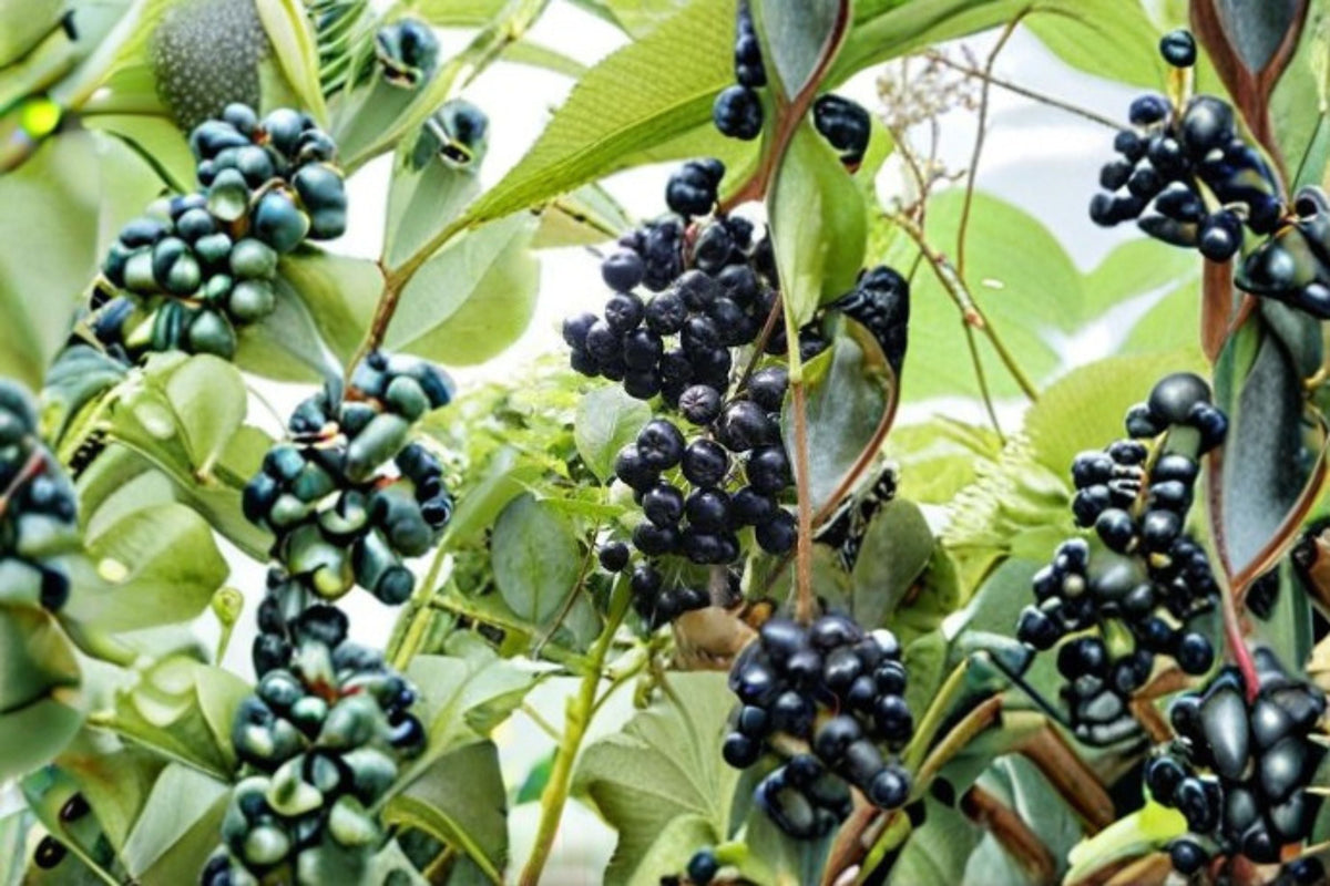 Viking Aronia Berry Live Starter Plant – Aronia melanocarpa – Hardy Zones 3–8