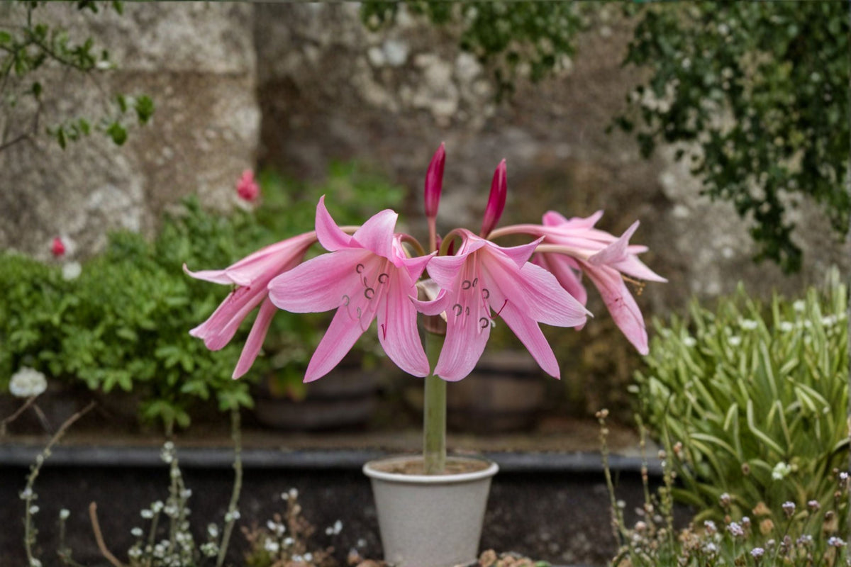 Cecil Houdyshell Crinum Lily Bulb – Pink Heirloom Perennial Flowering Bulb