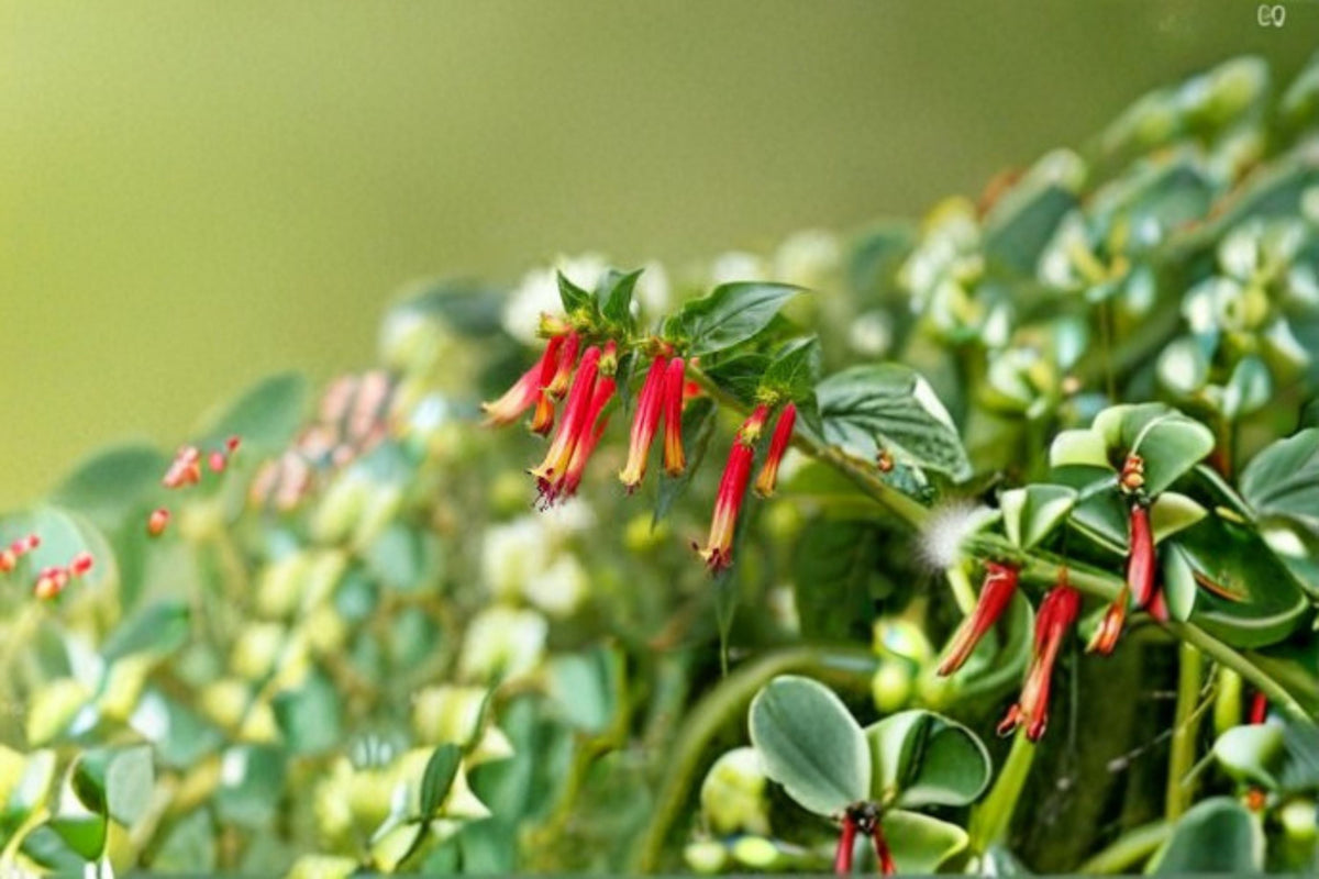 Firecracker Plant Live Shrub – Scarlet Flowering Hummingbird Plant Russelia equisetiformis