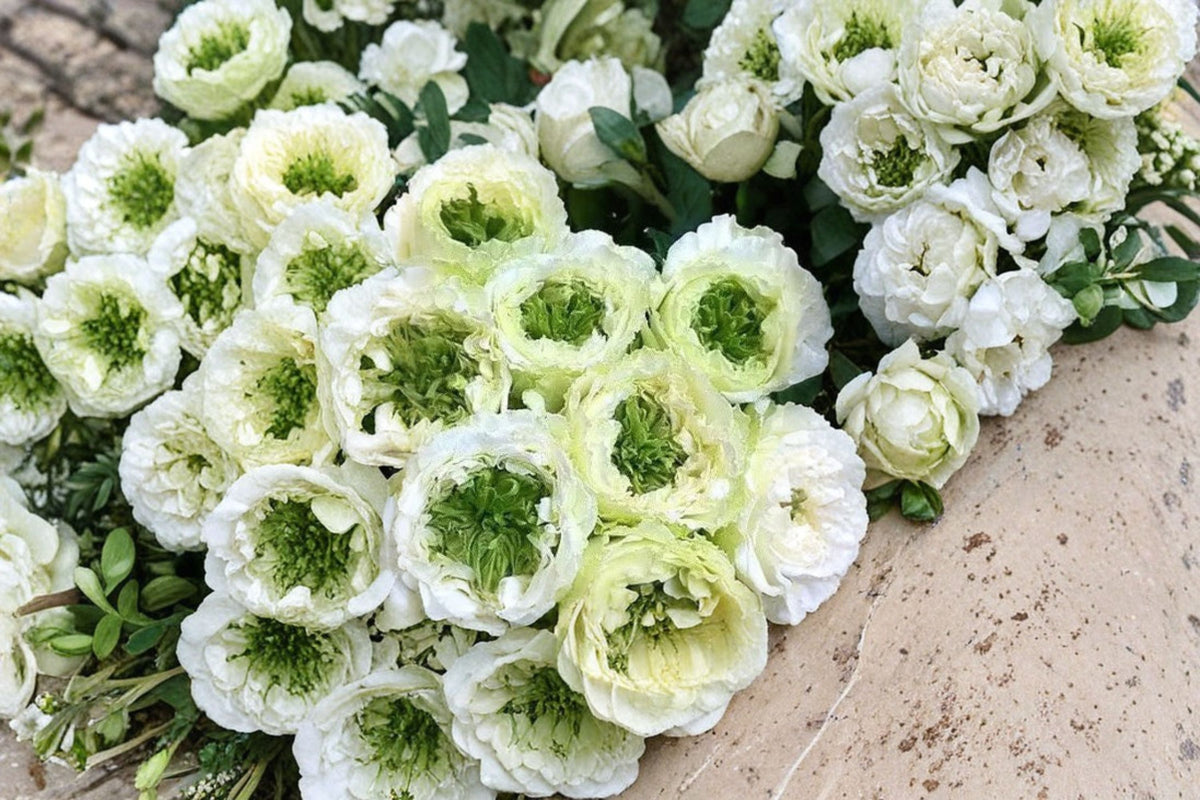 Green Heart Rose Live Plant – White Rose with Green Center, Potted Shrub