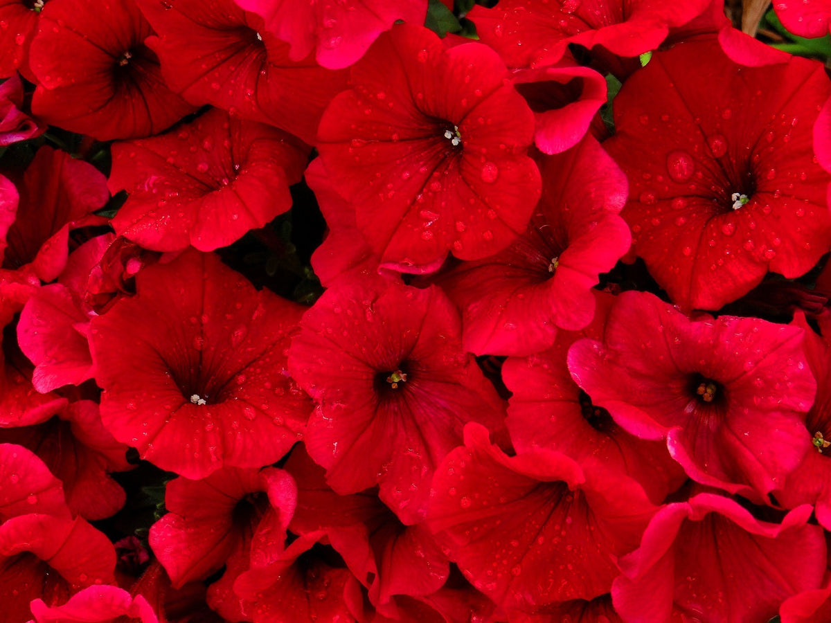 250 MIXED COLORS PETUNIA Flower Seeds