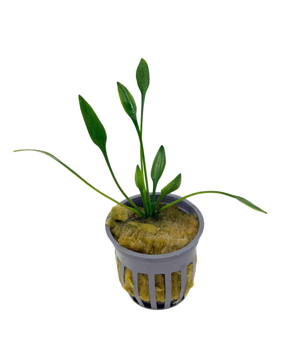 Cryptocoryne Parva