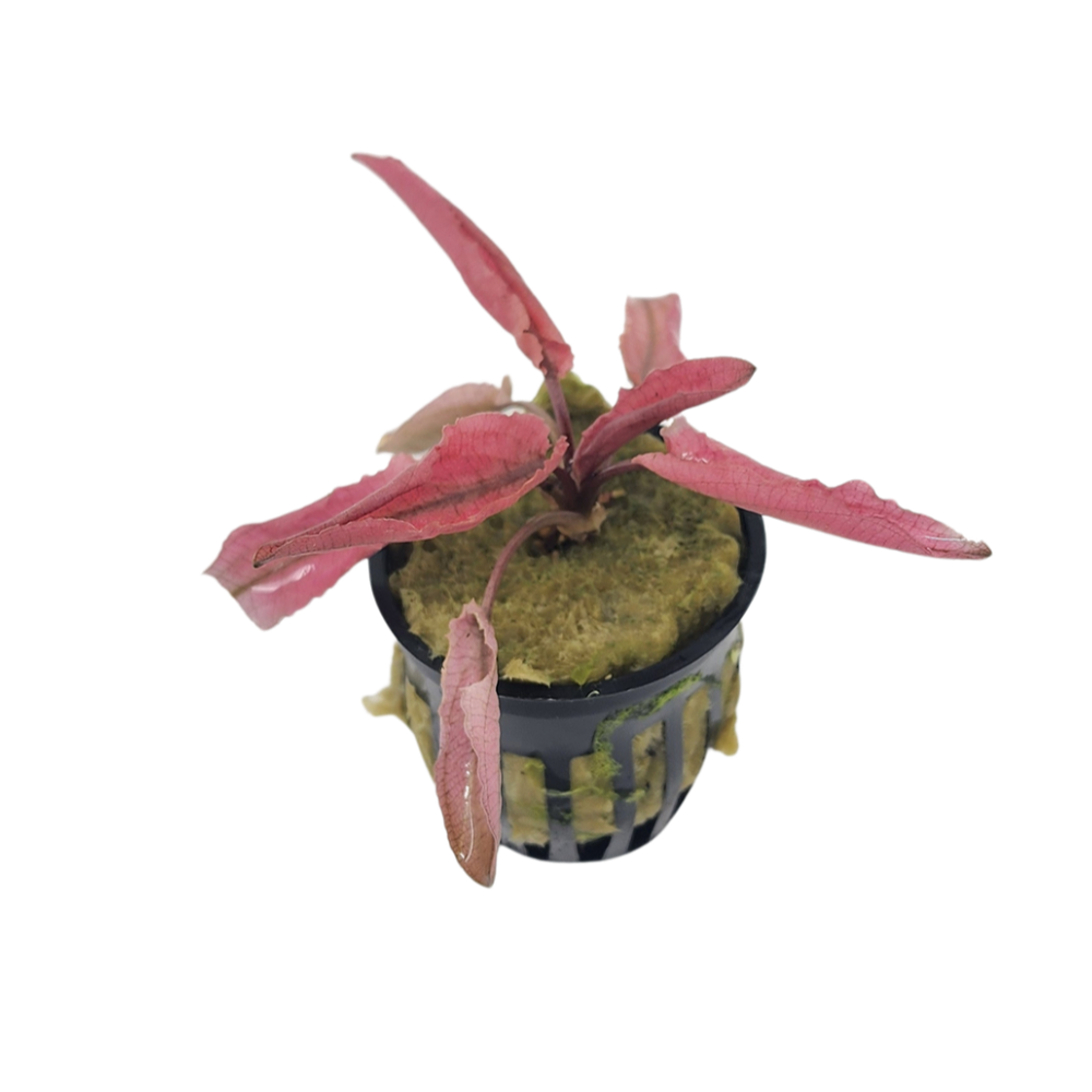 Cryptocoryne Flamingo