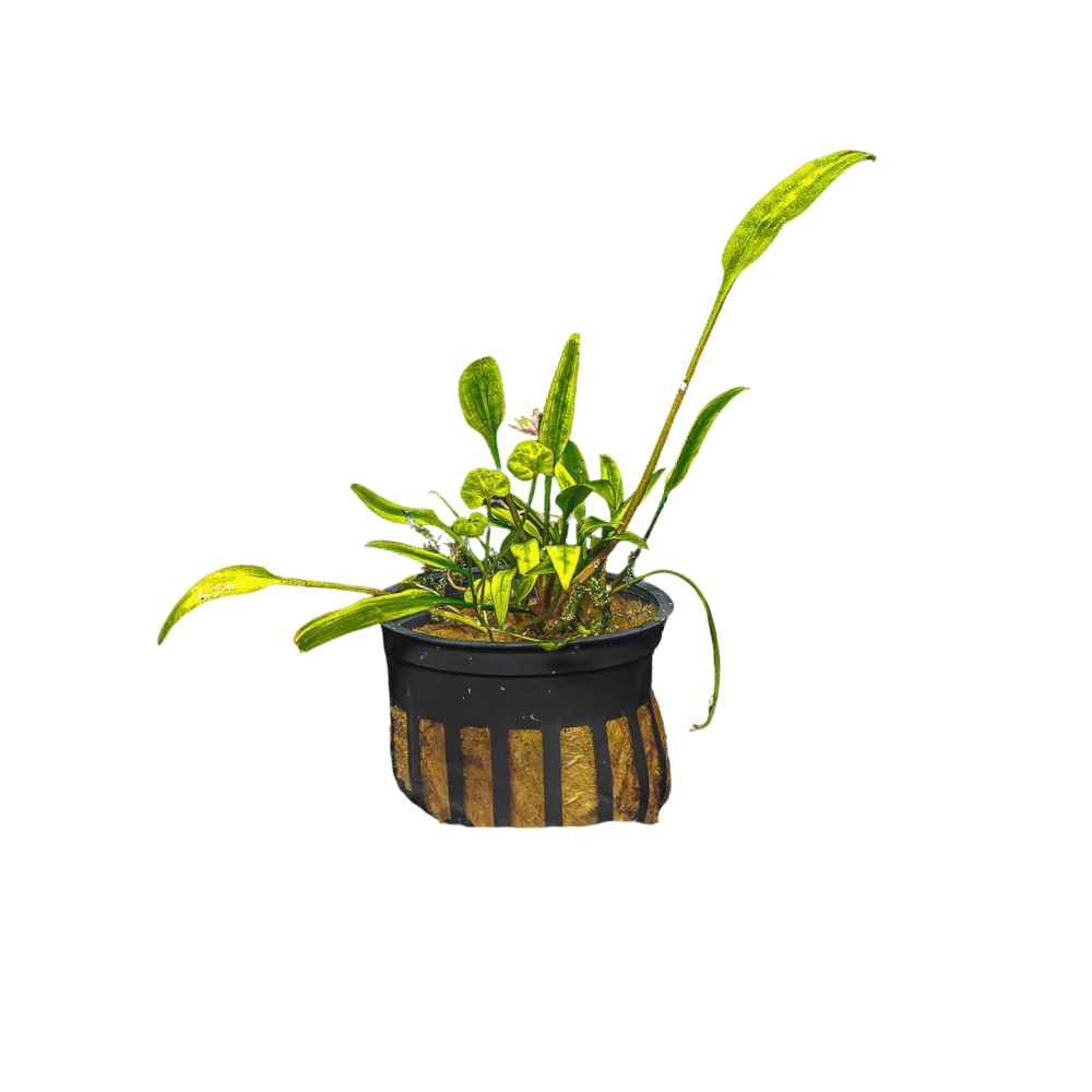 Cryptocoryne Lucen