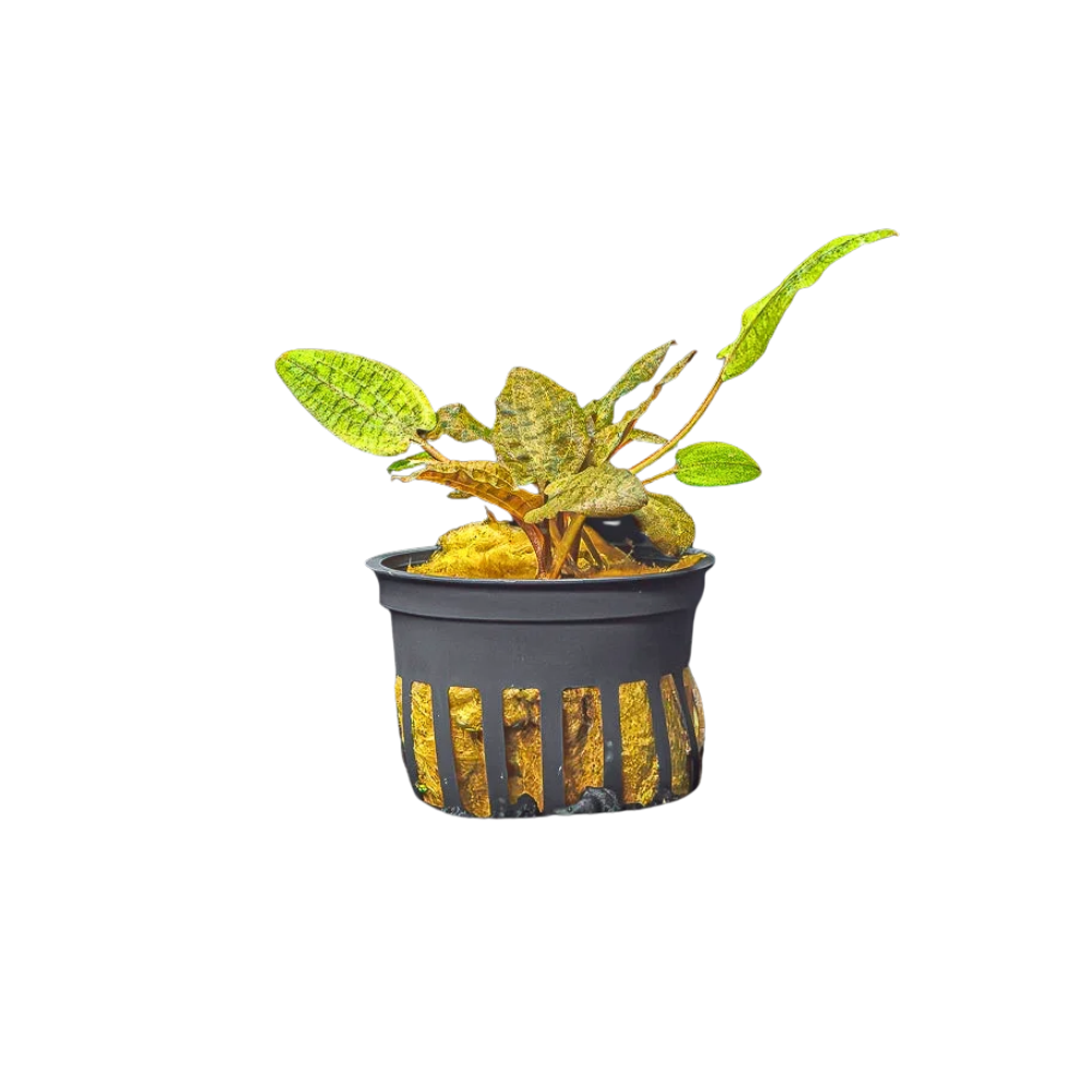 Cryptocoryne Wendtii (Red, Green, or Brown)