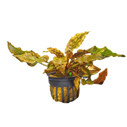 Cryptocoryne Wendtii (Red, Green, or Brown)