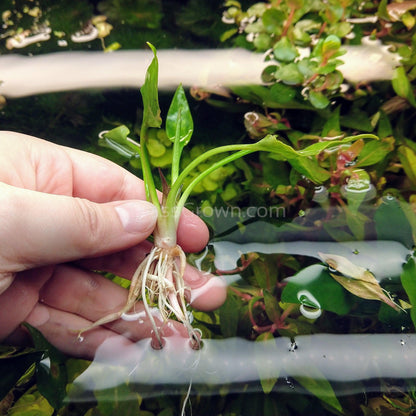 Cryptocoryne Pontederiifolia