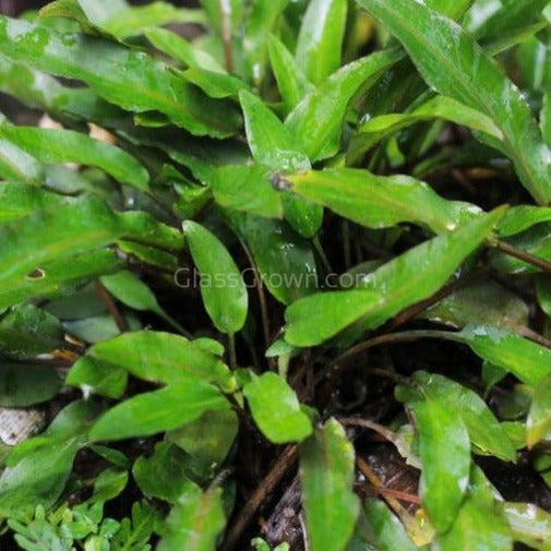 Cryptocoryne Wendtii