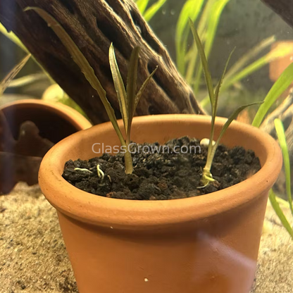 Cryptocoryne Retrospiralis