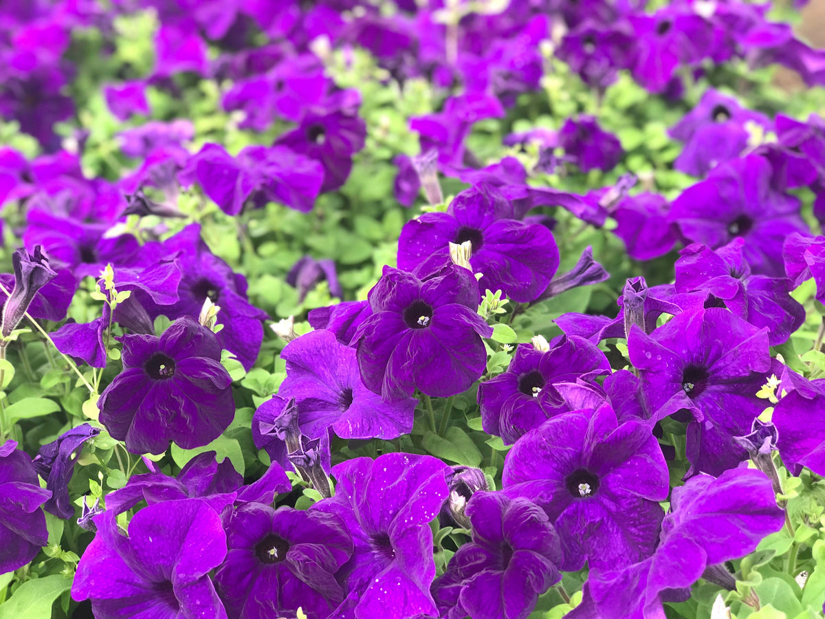 250 Mixed Colors DWARF PETUNIA Pink Red Purple White Bicolor Flower Seeds