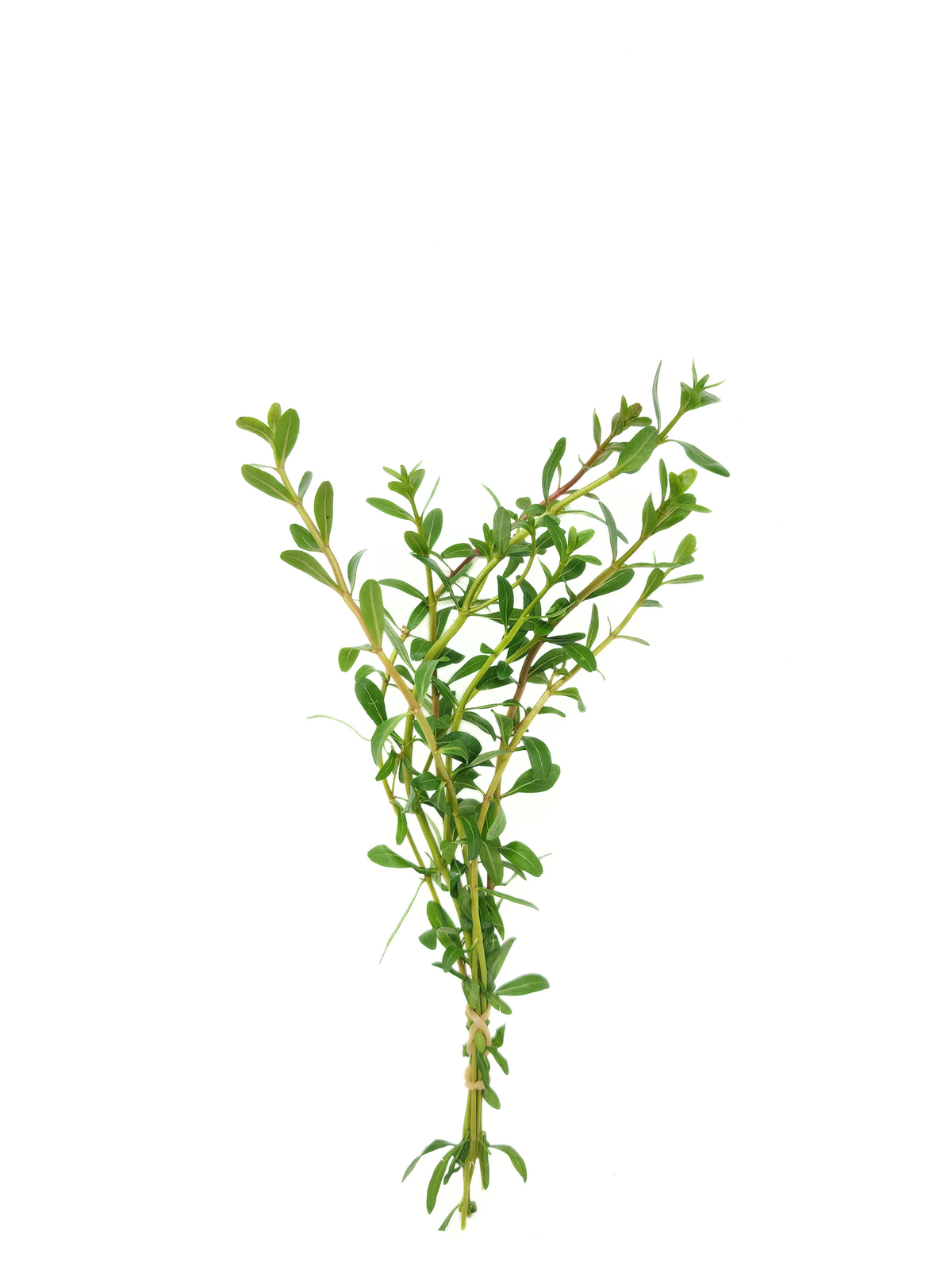 Cuphea anagalloidea