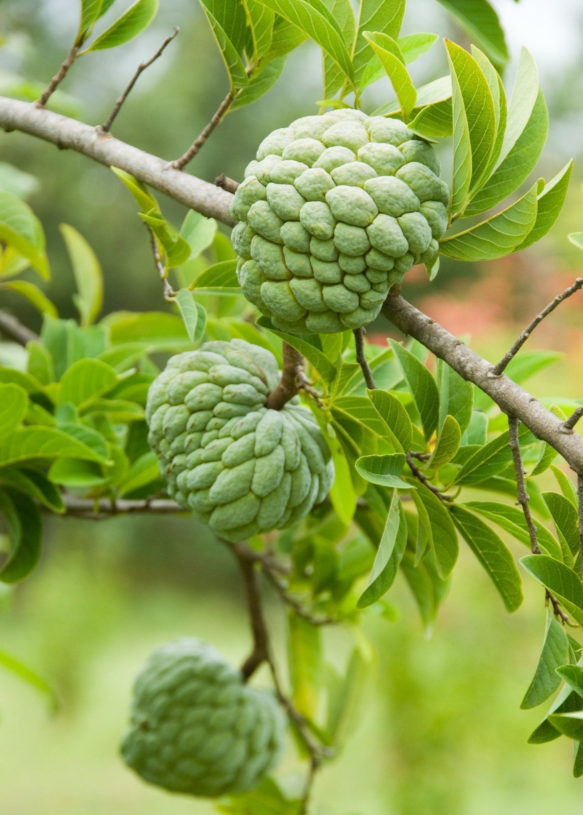 Sugar Apple 'Thai Lessard' Fruit Tree - Annona squamosa L. Tropical Dessert Fruit, Ultra-Sweet, Creamy Segments