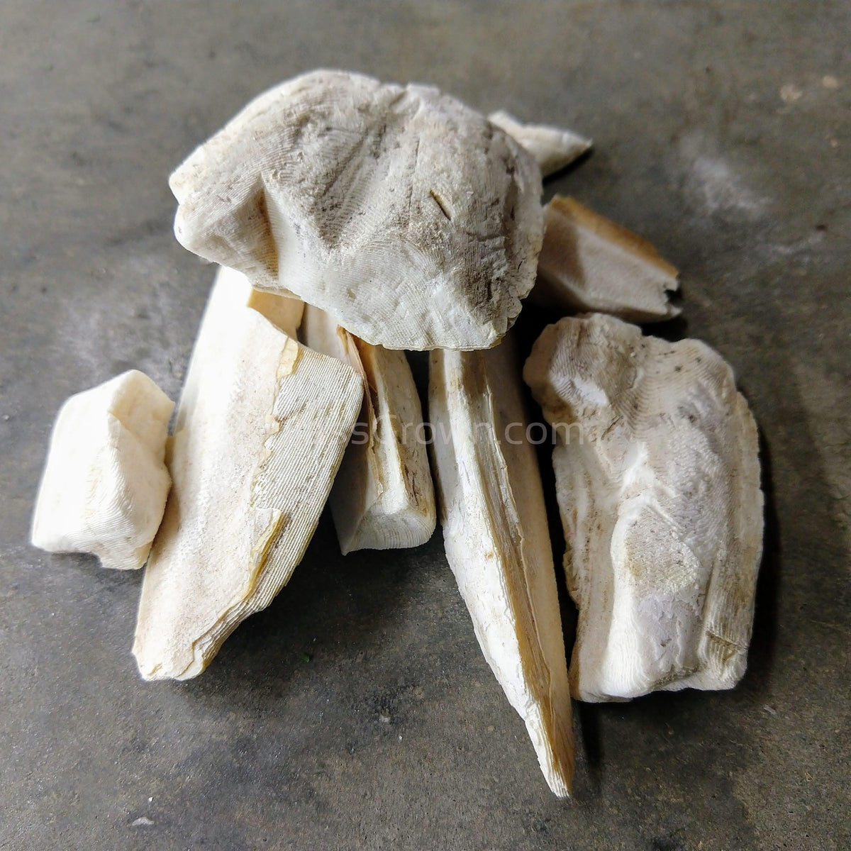 Cuttlebone by Weight