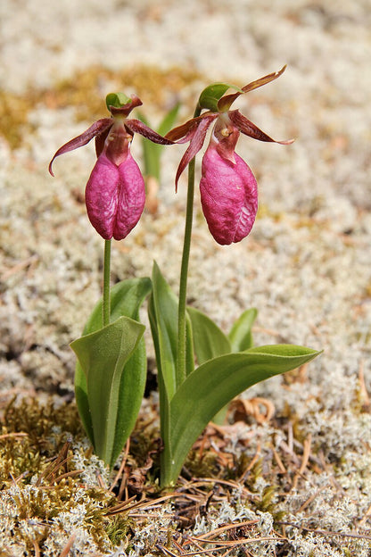 Pink Lady’s Slipper Orchid (Cypripedium acaule) – Live Bare Root Native Wildflower | Hardy Woodland Orchid | Rare Perennial Plant