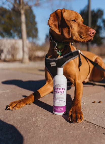 Pet Shampoo (12 Bottles) Wholesale