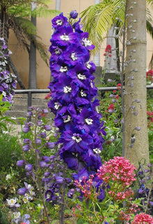 500 Purple ROCKET LARKSPUR DELPHINIUM Ajacis Consolida Flower Seeds