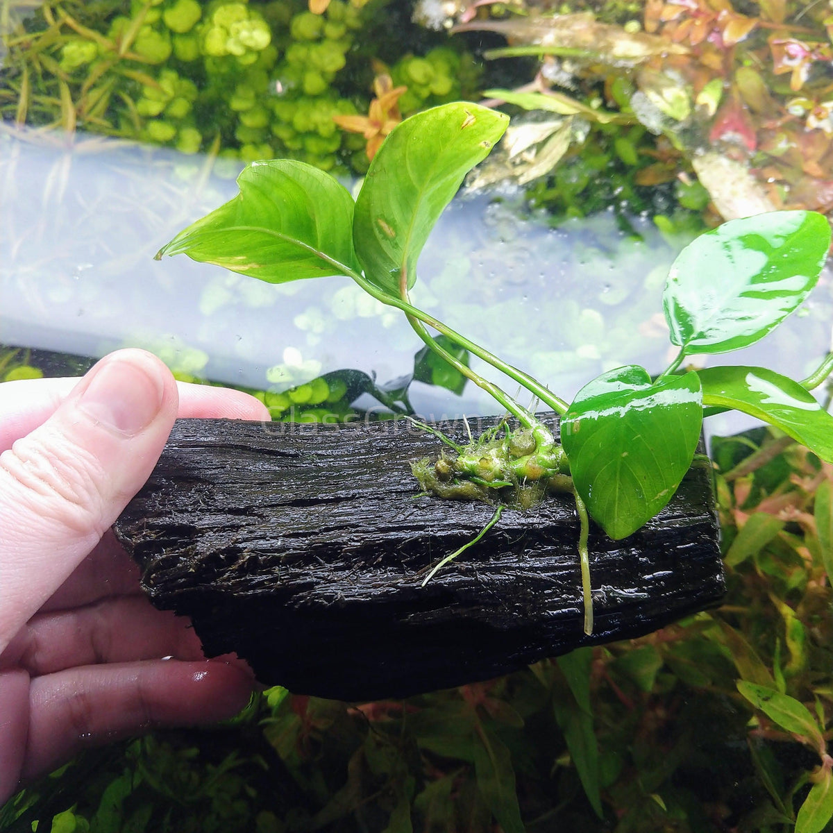 Driftwood Anubias