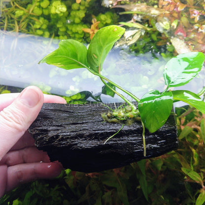 Driftwood Anubias