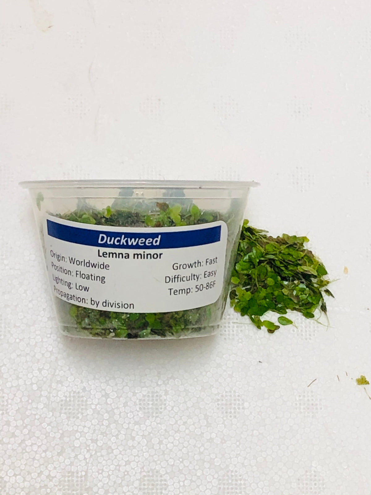 Duckweed