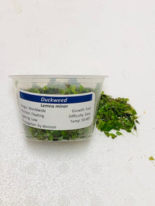 Duckweed