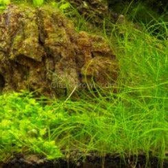 Dwarf Hairgrass (Eleocharis parvula)
