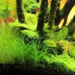 Dwarf Hairgrass (Eleocharis parvula)