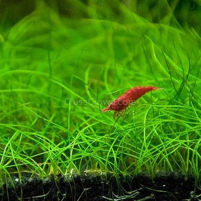 Dwarf Hairgrass (Eleocharis parvula)