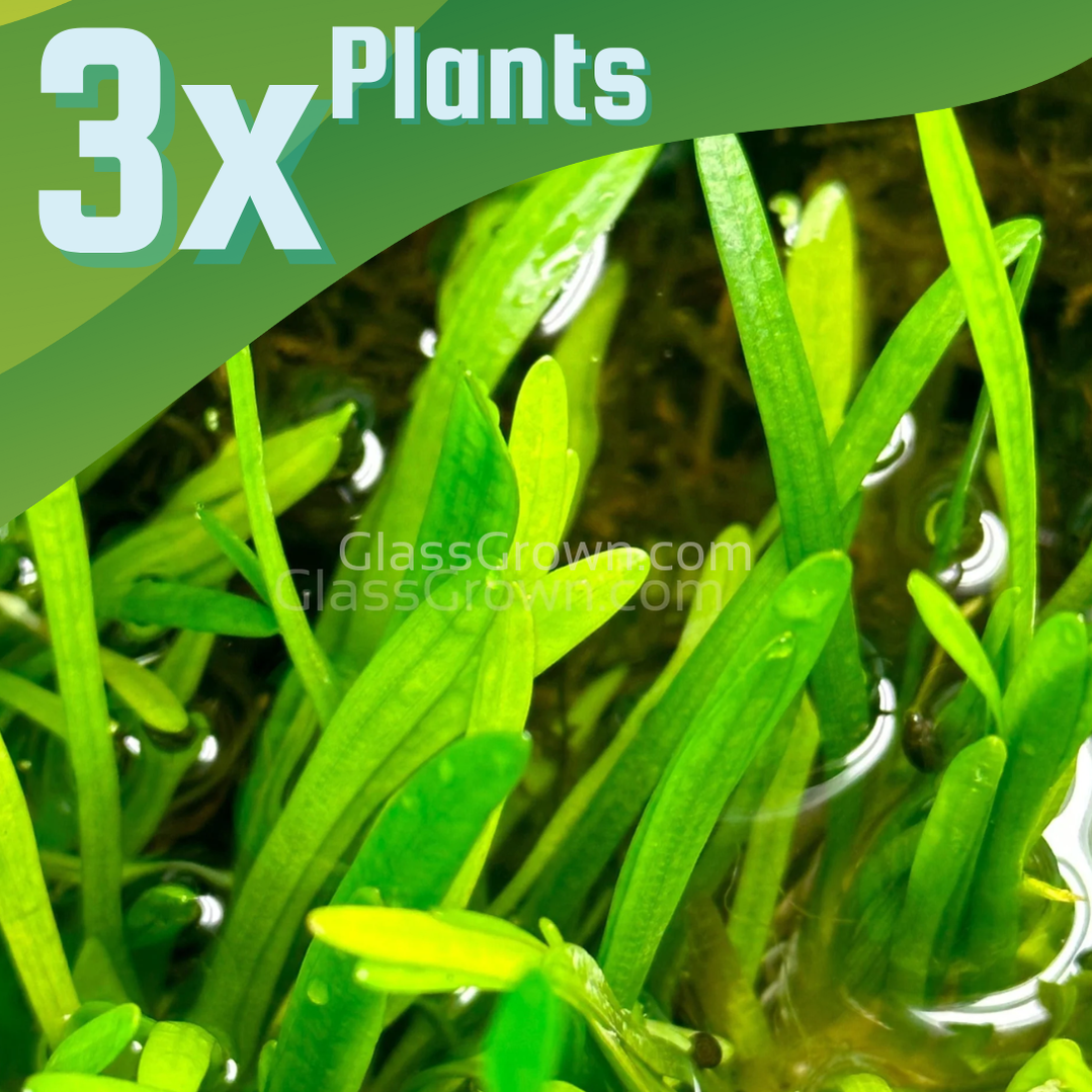 Dwarf Sagittaria Subulata