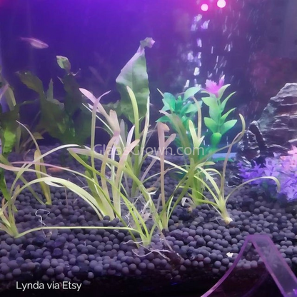 Dwarf Sagittaria Subulata