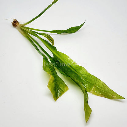 Amazon Sword