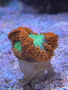 Scoly Stands for Scolymia Corals