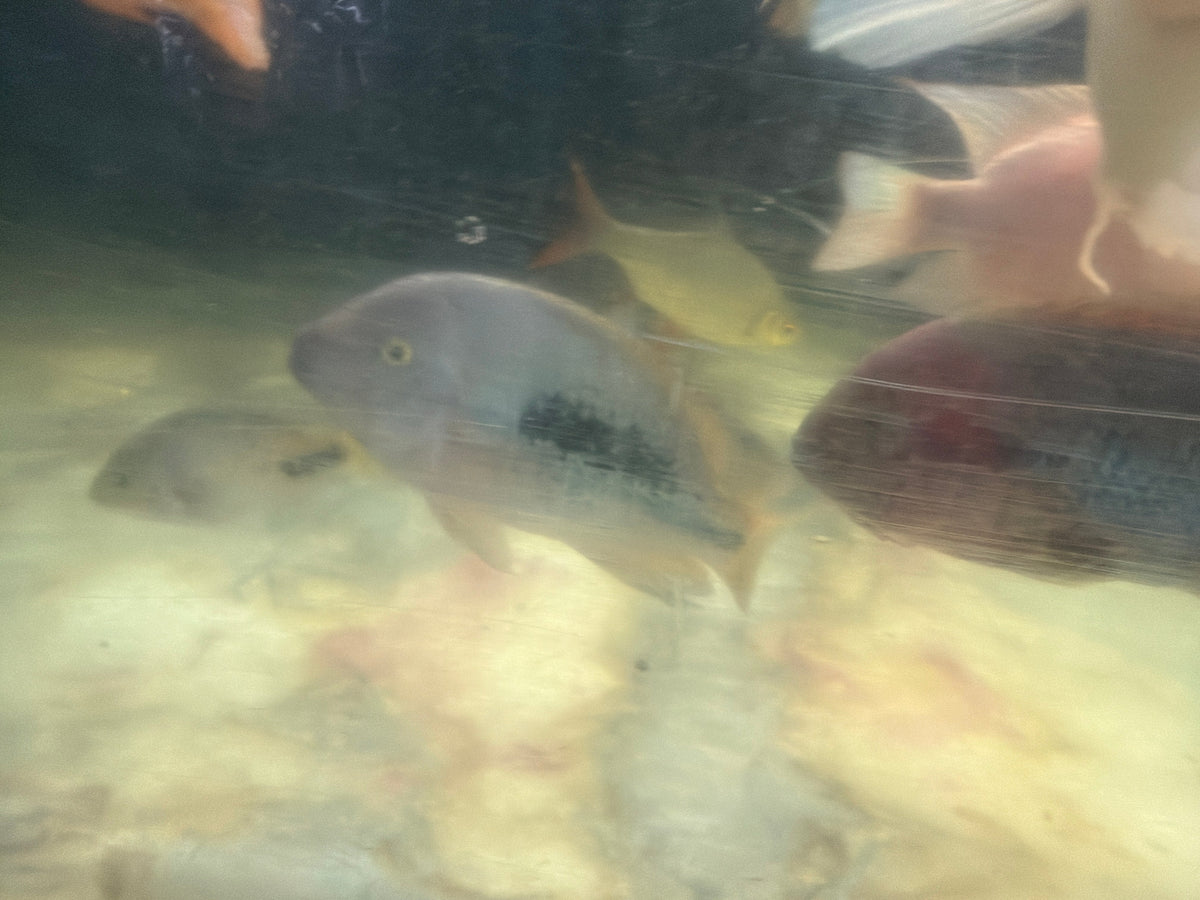 Fenestratus Cichlid (Vieja fenestrata)