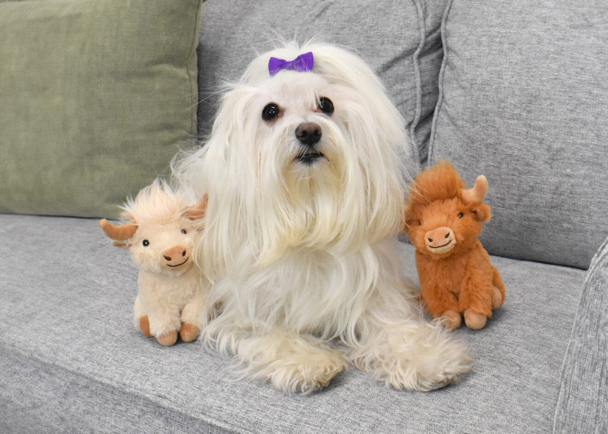Multipet Highland Cow 1ea/ 5"