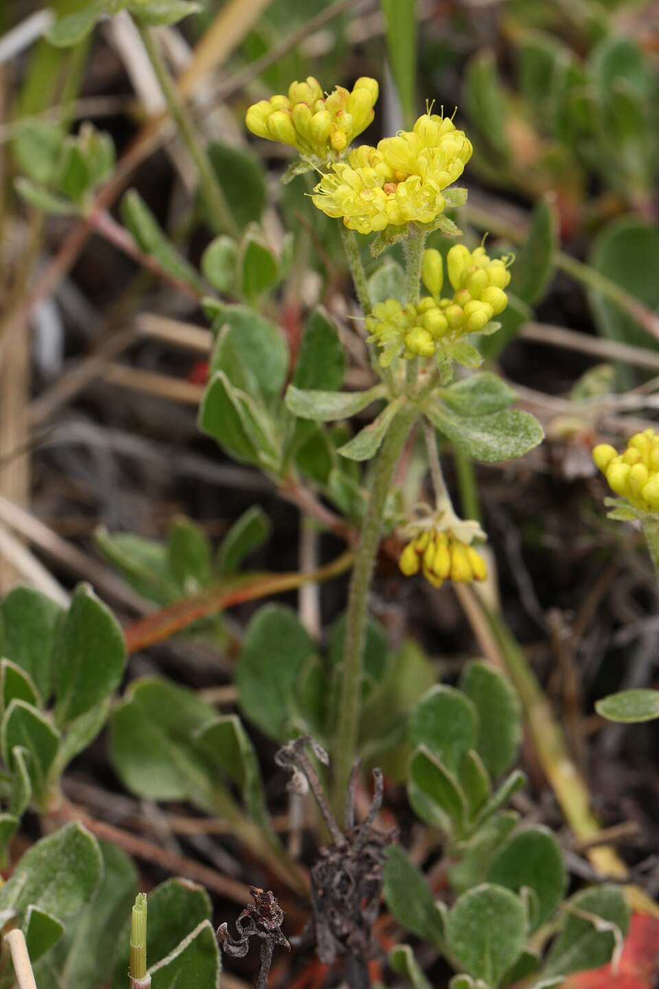 Eriogonum umbellatum Seeds – Sulfurflower Buckwheat Wildflower, Non-GMO Perennial Seeds for Native Pollinator Gardens