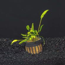 Cryptocoryne Lucen