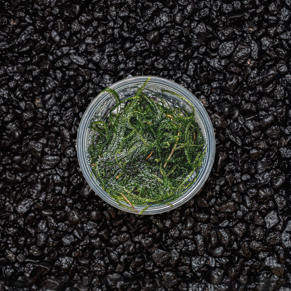 Java Moss | Vesicularia Dubyana