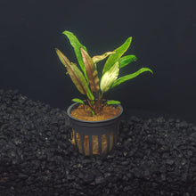 Cryptocoryne Undulata